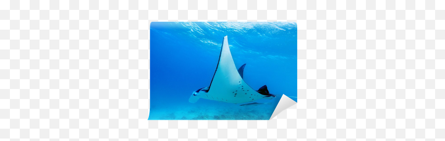 Manta Ray Wall Mural U2022 Pixers - We Live To Change Electric Ray Png,Manta Ray Png