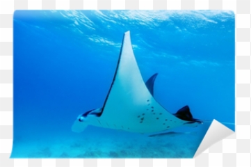 Manta Ray Wall Mural U2022 Pixers - We Live To Change Electric Ray Png,Manta Ray Png