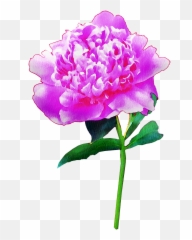 Watercolor Flowers Floral Pink - Free Image On Pixabay Common Peony Png,Plumeria Flower Png