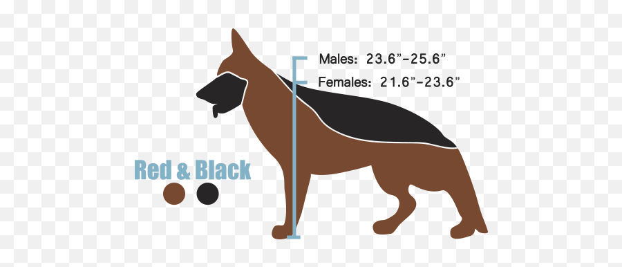 The West European Show Line - Black German Shepherd Height Male German Shepherd Height Chart Png,German Shepherd Png