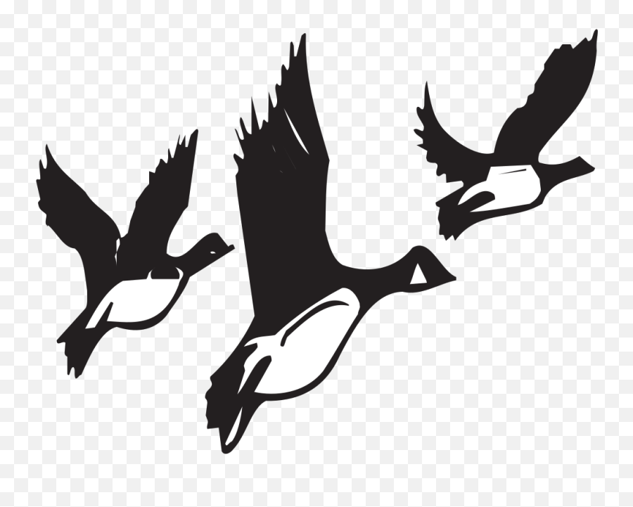 Geese Taking Off Png Svg Clip Art For - Transparent Animal Migration Clipart,Geese Png