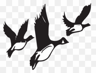Geese Taking Off Png Svg Clip Art For - Transparent Animal Migration Clipart,Geese Png