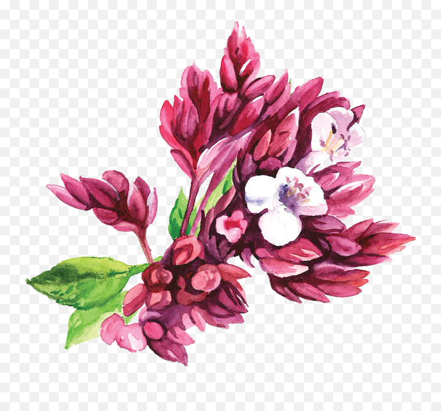 Download Oregano - Bouquet Png,Oregano Png