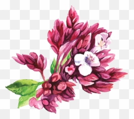 Download Oregano - Bouquet Png,Oregano Png