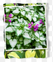 A Pretty Ground Cover Latium Grows In - Pacific Bleeding Heart png