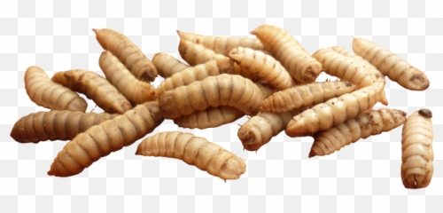 Maggot Png Transparent Images All - Maggots Png
