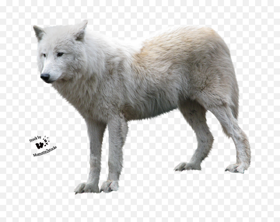 Arctic Wolf White Background - Wolf With White Background Png,White Wolf Png