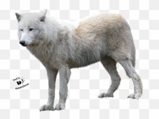 Arctic Wolf White Background - With Png