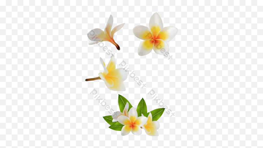 Free Psd Png Vector Download - Soft,Plumeria Png