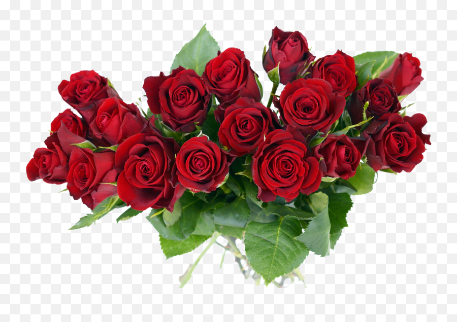 Roses - Transparent Background Roses Png,Red Roses Png