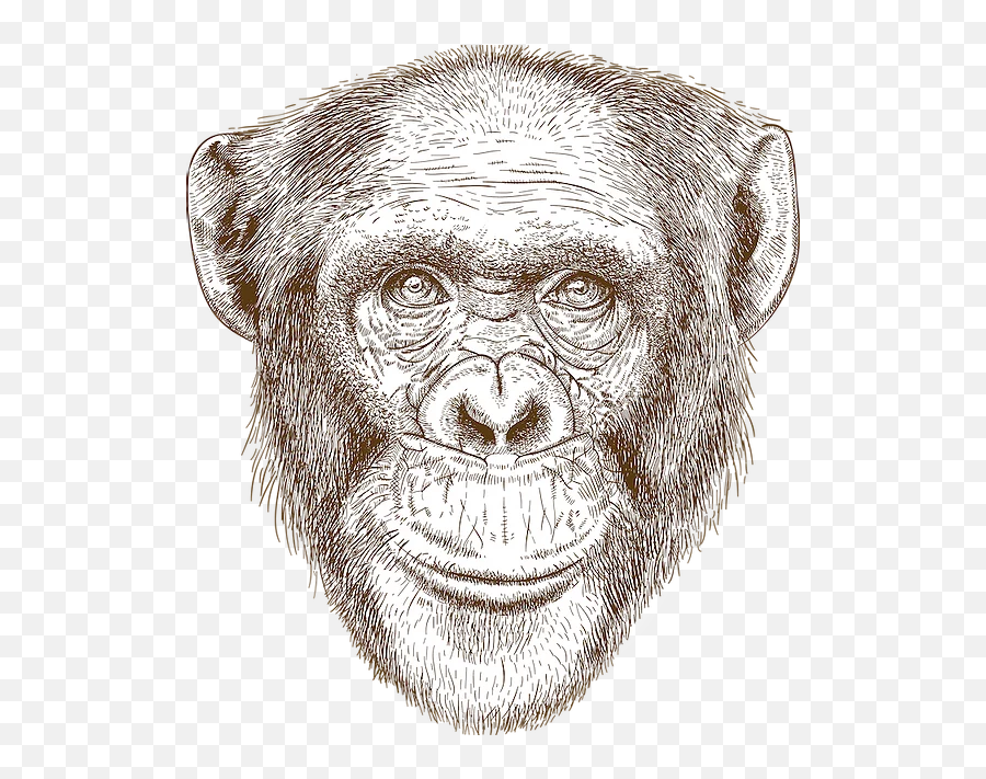 Other Destinations Africa Robin Hurt Safaris - Chimpance Ilustracion Png,Chimpanzee Png