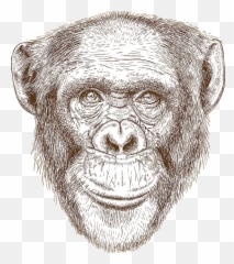 Other Destinations Africa Robin Hurt Safaris - Chimpance Ilustracion Png,Chimpanzee Png