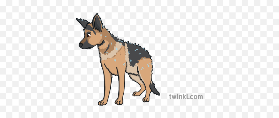 Ali The Alsatian Wet Try To Look Fluffy Sad Dog Character - Collar Png,Sad Dog Png