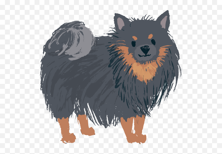 Download Hd Pomeranian Black And Tan - Pomeranian Black Tan Pomeranian Png,Pomeranian Png