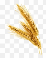 Trigo Sticker - Ramo De Trigo Png,Trigo Png