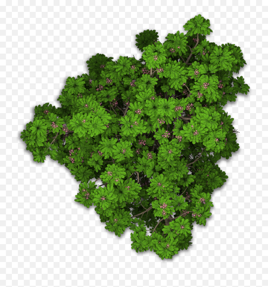 Download Www - Bushes Png Top View,Tree Png Top