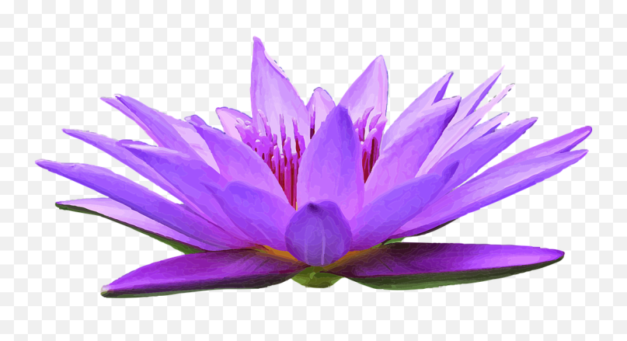 200 Free Purple Lotus U0026 Images - Pixabay Sacred Lotus Png,Lily Pad Png
