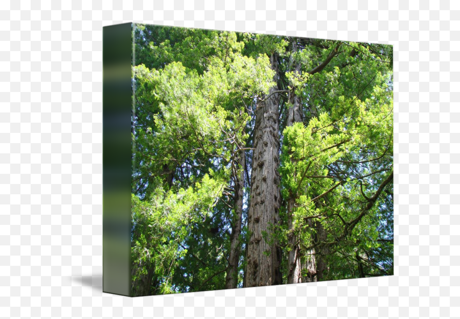 Redwood Trees Forest Art Prints By Baslee Troutman Fine - Northern Hardwood Forest Png,Redwood Tree Png