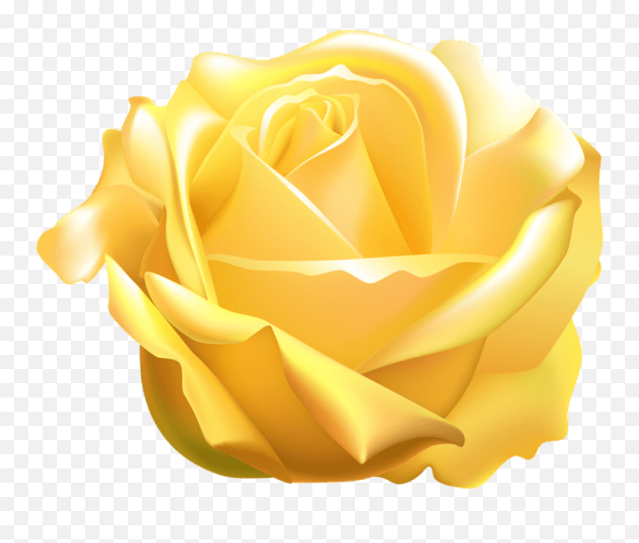 Yellow Background Png Picture 1795417 - Yellow Rose Free Png,Yellow Roses Png