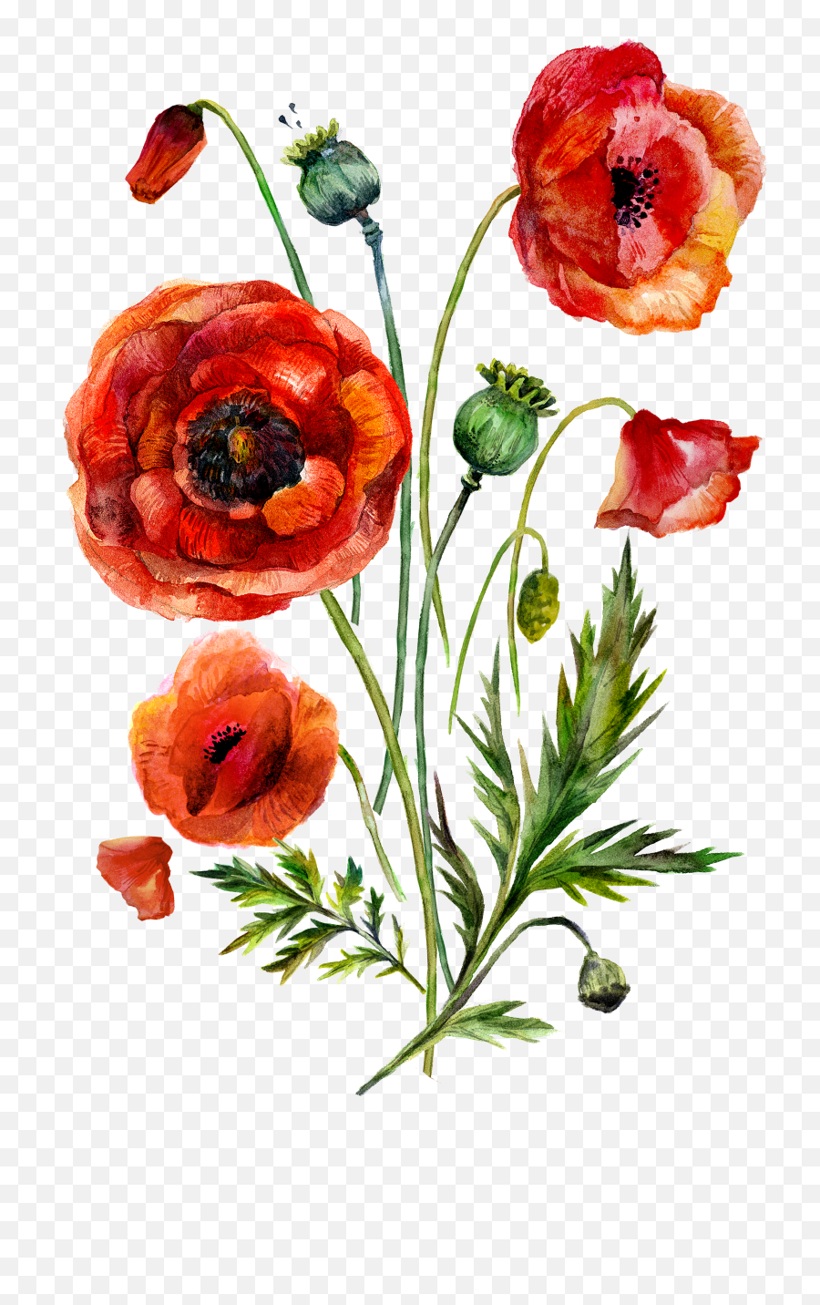 Bouquet Vector Poppy Picture 965923 Png Poppies