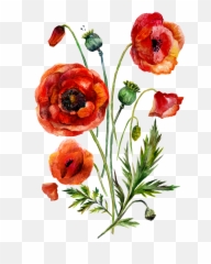Bouquet Vector Poppy Picture 965923 Png Poppies