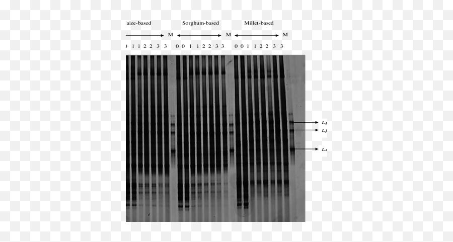 Dgge Analysis Of Pcr - Amplified 16s Rdna Fragment For Vertical Png,Orisa Icon