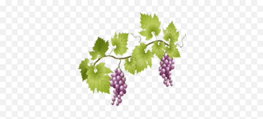 Grapes Transparent Png Images - Stickpng Grape Vines Transparent Background,Grapes Png