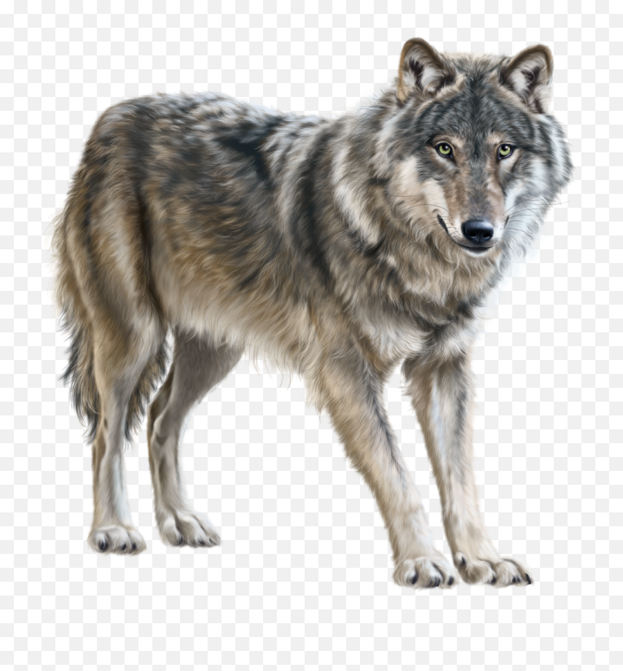 Png Background - Wolf Clipart Png,Wolf Transparent
