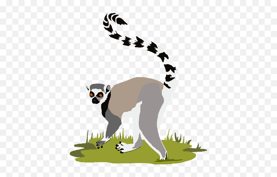 Png Background - Lemur,Lemur Png