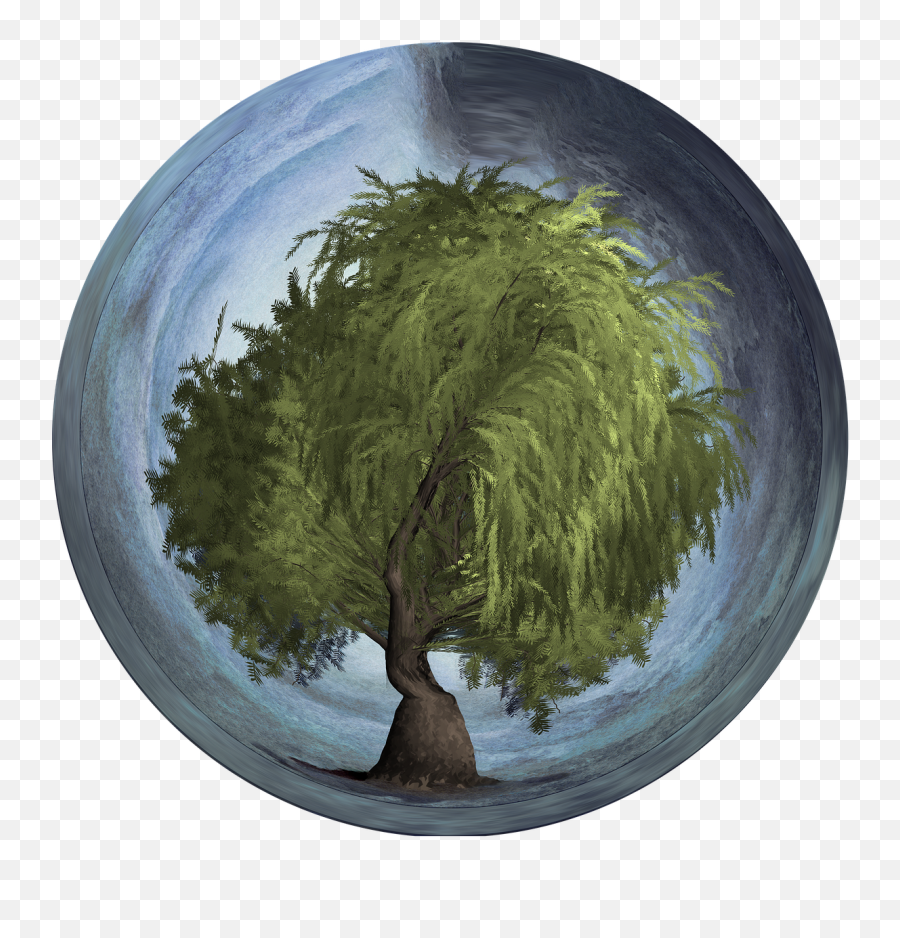 Arbor Day Tree Orb - Baum In Der Kugel Png,Weeping Willow Png