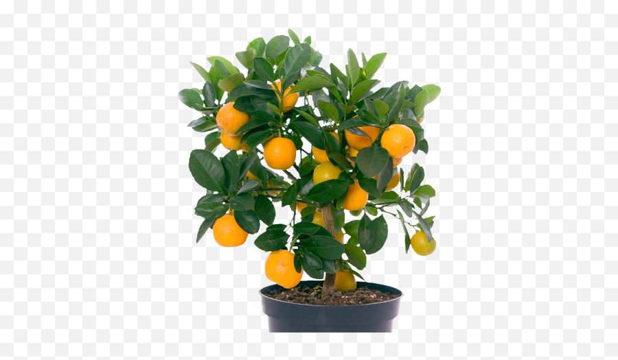 Indoor Fruit Trees - Plants With Fruits Png,Lemon Tree Png