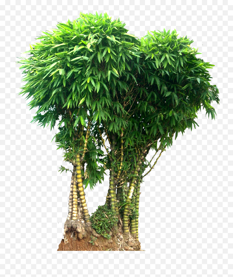 Bamboo Tree Png Images Free Download - Bamboo Tree Png,Bamboo Transparent Background