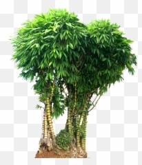 Bamboo Tree Png Images Free Download
