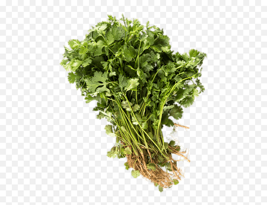 Cilantro Plank - Roadmarket Coriander Png,Cilantro Png