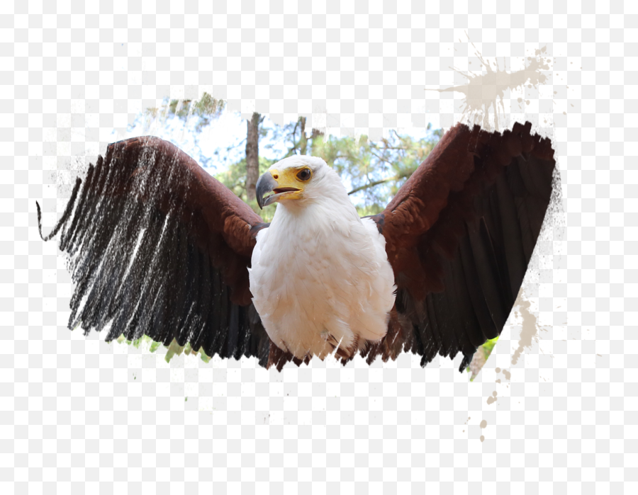 Eagle Feather Png - Meet Ahrenthe African Fish Eagle Bald Myrtle Beach,Bald Eagle Png