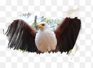 Eagle Feather Png - Meet Ahrenthe African Fish Eagle Bald Myrtle Beach