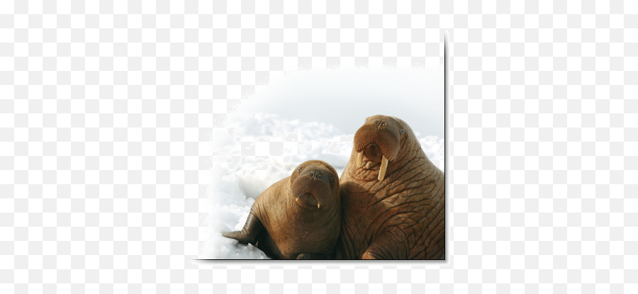 Pacific Walrus Response To Arctic Sea Ice Losses - Pacific Walrus Png,Walrus Png