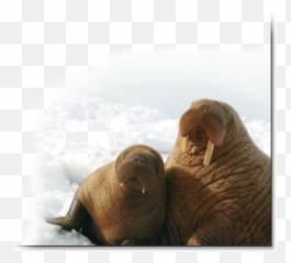 Pacific Walrus Response To Arctic Sea Ice Losses - Pacific Walrus Png,Walrus Png