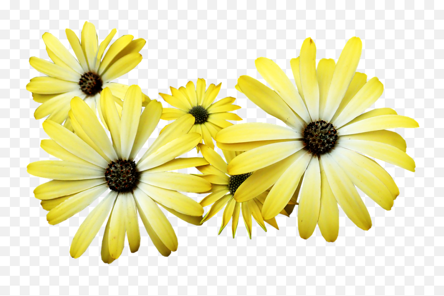 Yellow Flowers Garden Nature - Common Daisy Png,Daisies Png