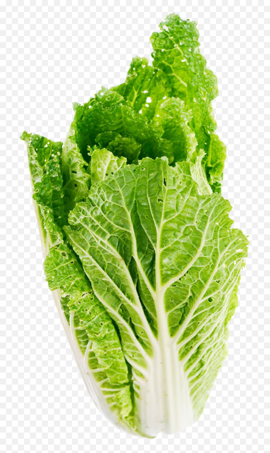 Download Lettuce Leaf Png Image For Free - Lettuce Png,Leaf Transparent Background