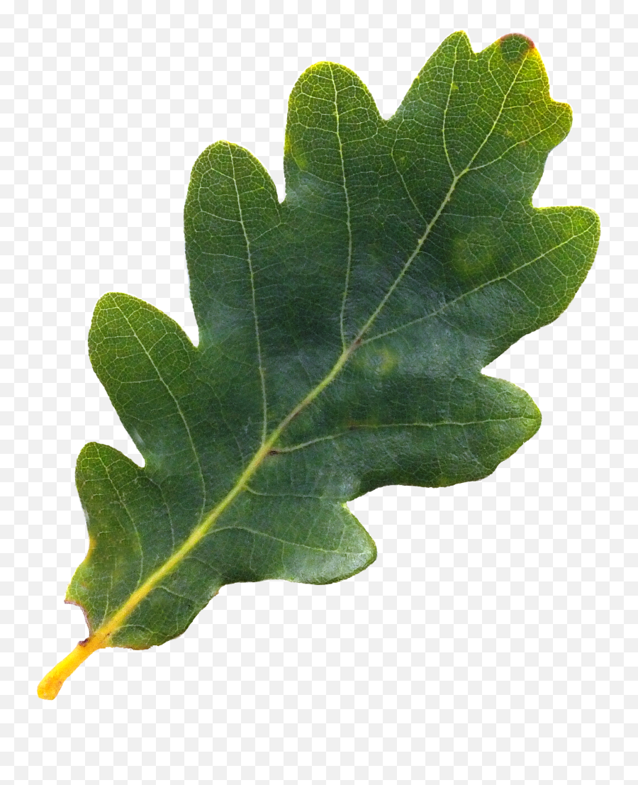 English Oak Tree Northern Red Acorn Leaf Pepermint - Oak Transparent Oak Leaf Png,Oak Leaf Png