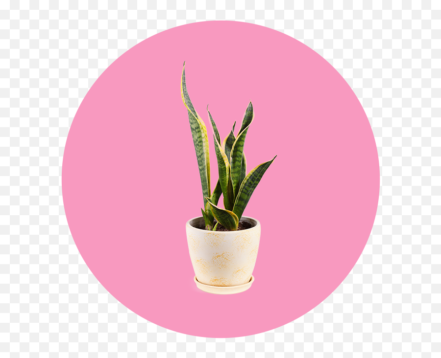 23 Easy Breezy Beautiful Houseplants And How To Care For Them - Flowerpot Png,Hanging Ivy Png
