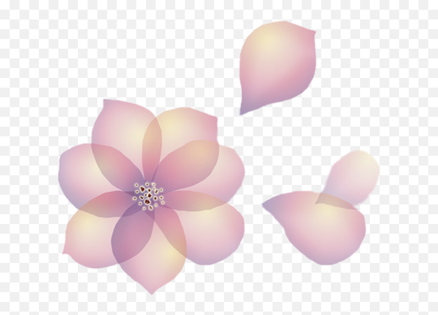 Download Flowers Petals Transparent - Flower Petal Transparent Background Png,Rose Petals Transparent