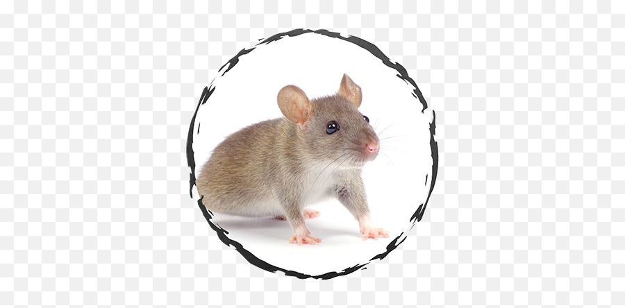 Exodus Exterminating - Live Mouse Png,Mouse Rodent Icon
