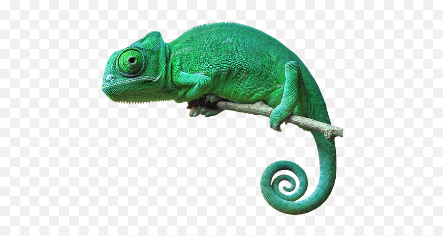 Download Chameleon Camouflage Reptile Lizard Green - Chameleon Png Green,Lizard Transparent Background