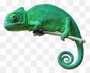 Download Chameleon Camouflage Reptile Lizard Green - Png
