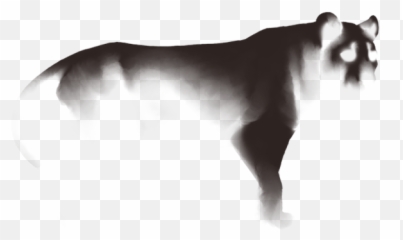 Lion Page Lioden - Wildlife png