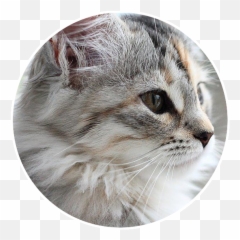 Inspirational Food U0026 Travel Blog Runawayann Asia Usa - Domestic Cat png
