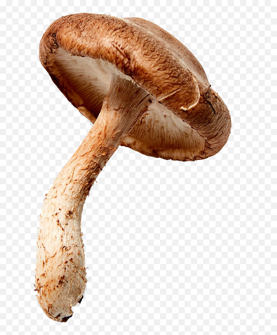 Mushroom Png Clipart