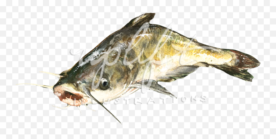 Uplift Illustrations Png Catfish